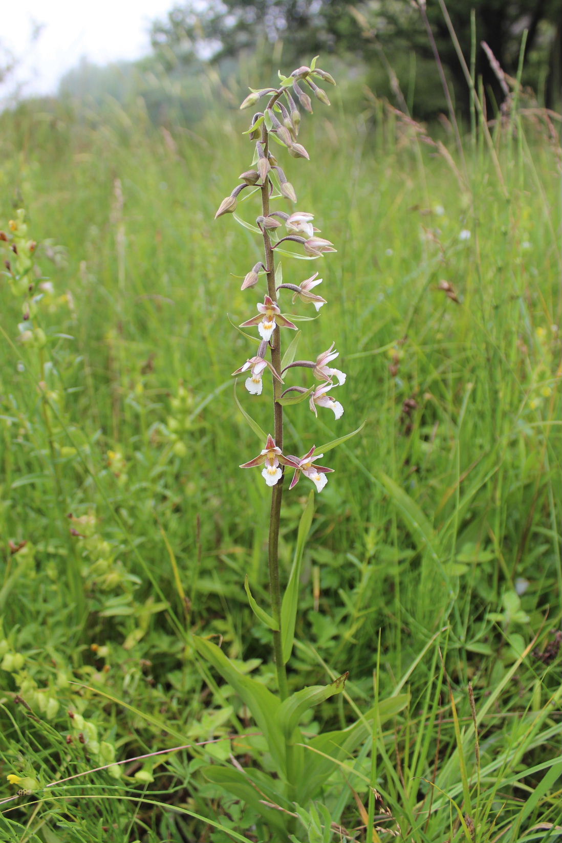 Orchidee in Val Graveglia (GE)